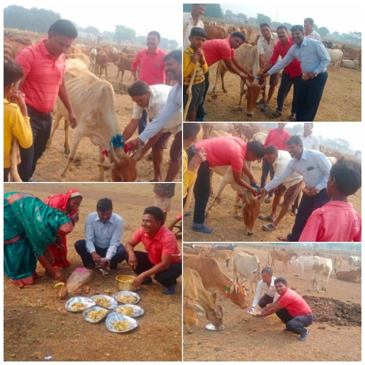 ग्राम पंचायत = मोहंदी सरपंच मंजू बघेल, सचिव आत्माराम यादव द्वारा गायों को खिलाई गयी खिचड़ी बांधा गया सोहाई