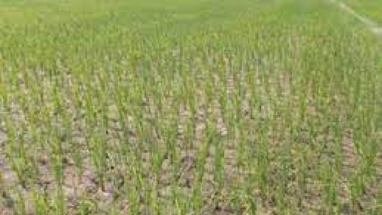 कम बारिश से धान उत्पादन प्रभावित कैसे चुकेगा 12 सौ कृषकों पर 3. 60 करोड़ का कर्ज