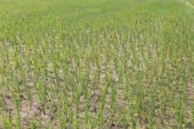 कम बारिश से धान उत्पादन प्रभावित कैसे चुकेगा 12 सौ कृषकों पर 3. 60 करोड़ का कर्ज