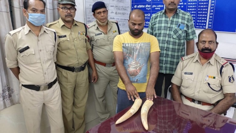 हाथी दांत की तस्करी:युवक ग्राहक तलाशने निकला था, जांच हुई तो मिले 4 लाख रुपए के बेशकीमती दो दांत: आरोपी गिरफ्तार
