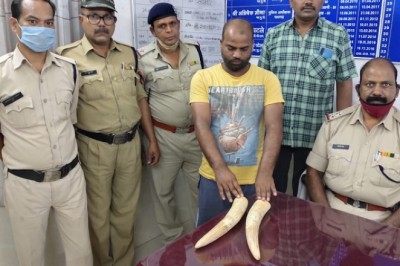 हाथी दांत की तस्करी:युवक ग्राहक तलाशने निकला था, जांच हुई तो मिले 4 लाख रुपए के बेशकीमती दो दांत: आरोपी गिरफ्तार
