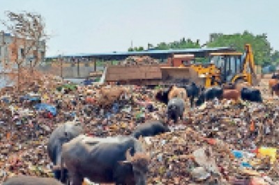 अघोषित ट्रेचिंग ग्राउंड में कचरा किया जा रहा डंप, सेग्रिगेशन के लिए केंद्रों का कोई उपयोग नहीं