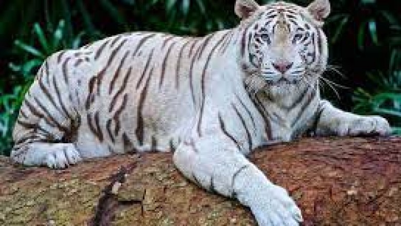 भिलाई मैत्री बाग़ में 6 साल के सफेद बाघ की मौत, बोन कैंसर से पीड़ित था