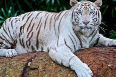 भिलाई मैत्री बाग़ में 6 साल के सफेद बाघ की मौत, बोन कैंसर से पीड़ित था