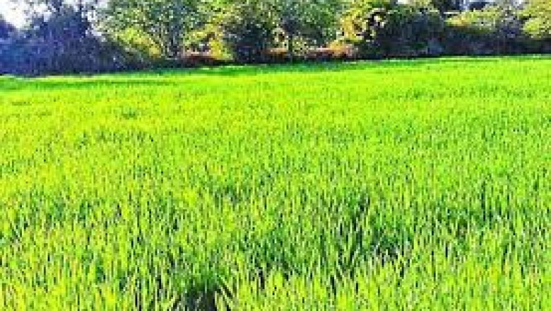 किसानों को लगी 3.43 करोड़ रुपए की चपत:54 गांव के 269 किसानों ने 982 एकड़ में बोए नर-नारी धान, उत्पादन 10% ही हुआ