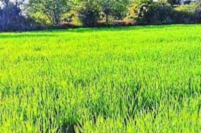 किसानों को लगी 3.43 करोड़ रुपए की चपत:54 गांव के 269 किसानों ने 982 एकड़ में बोए नर-नारी धान, उत्पादन 10% ही हुआ