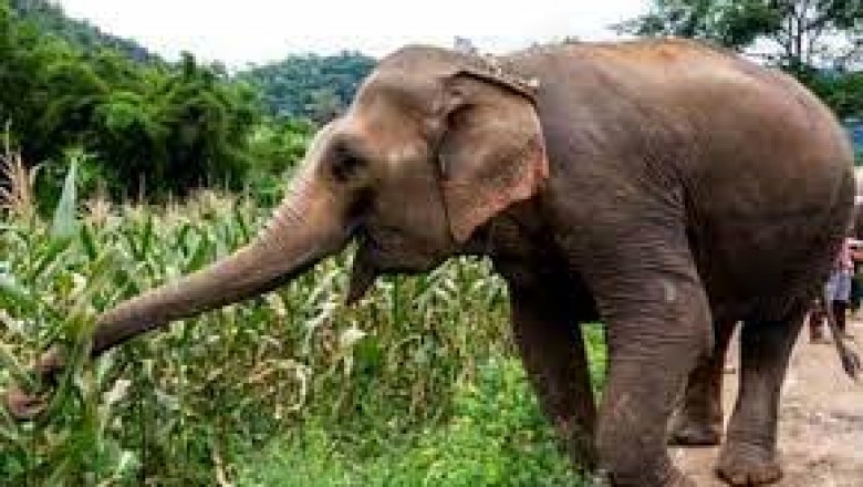 हाथी ने सूड़ से उठाकर SP को जमीन पर पटका….हालात गंभीर