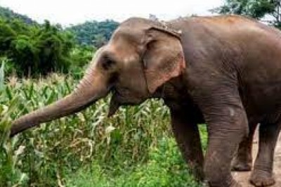 हाथी ने सूड़ से उठाकर SP को जमीन पर पटका….हालात गंभीर