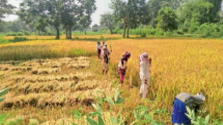 मौसम -: खाड़ी में बना सिस्टम, 12 से 14 तक बारिश के आसार