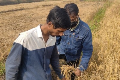 किसानों ने साबित किया जैविक खाद बेहतर:दुर्ग के खेतों में आमने-सामने धान लगाकर रसायनिक और कम्पोस्ट दोनों खाद डाली, फसल से निकला रिजल्ट