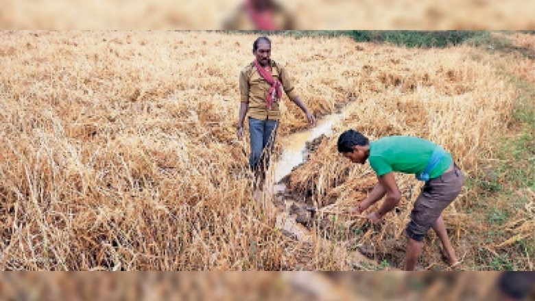 जिले में 12 घंटे में ही 40.4 मिमी बारिश, धान की खड़ी फसल व करपा भीगा, आज छाए रहेंगे बादल