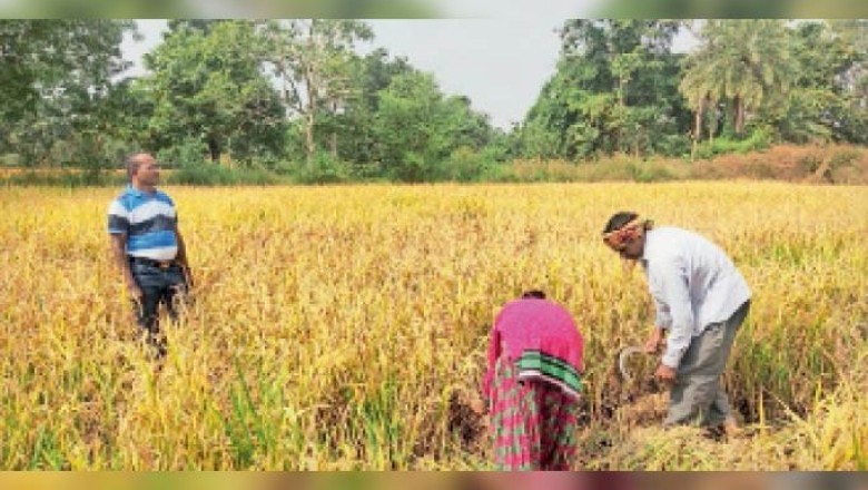17 हजार हेक्टेयर में धान कटाई अब भी बाकी, बारिश हुई तो नुकसान तय