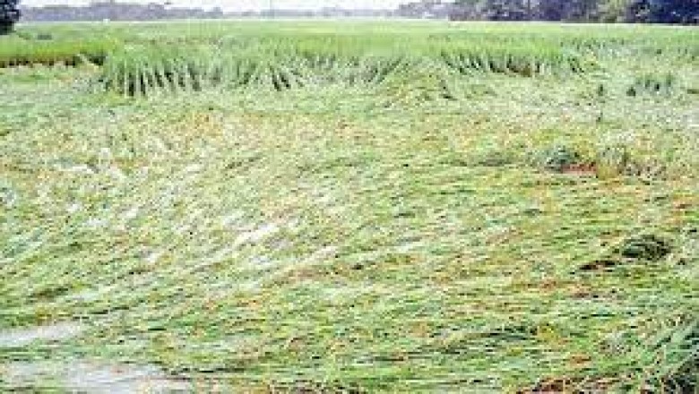 बारिश से बर्बाद फसलों का मुआवजा मिलेगा, किसानों  के लिए राहत की खबर