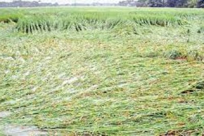 बारिश से बर्बाद फसलों का मुआवजा मिलेगा, किसानों  के लिए राहत की खबर