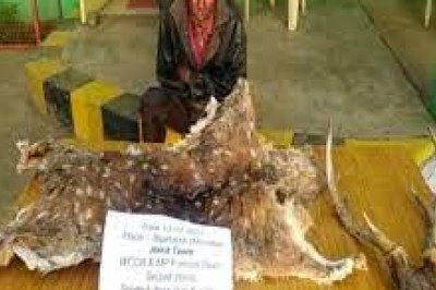 जबलपुर - चीतल की खाल के साथ पकड़ा गया तस्कर