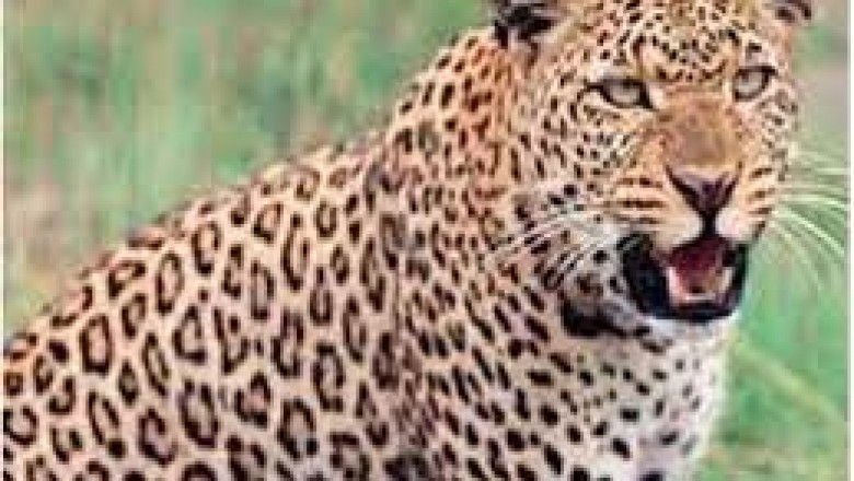 छत्तीसगढ़ में एक बार फिर से तेंदुए के आतंक देखने को मिला