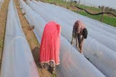 कड़ाके की सर्दी से फल और सब्जियां खराब,