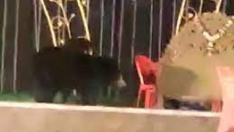 एक भालू  सोमवार रात एक शादी की दावत में पहुंची