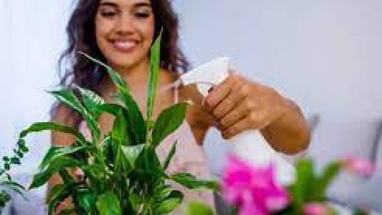 अच्छी सेहत और बरकत के लिए घर में लगाएं ये पौधे,