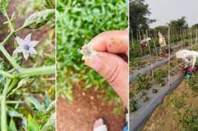 ब्लैक थ्रिप्स ने तबाह कर दी मिर्च की फसल किसान परेशान