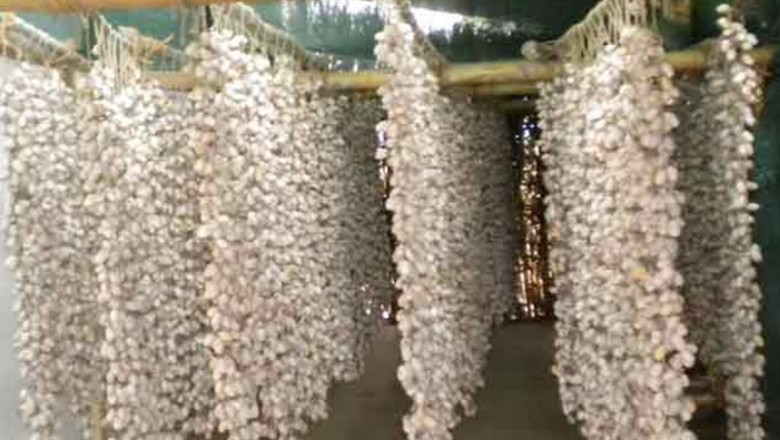 छत्तीसगढ़ लघु वनोपज संघ करेगा खरीदी,वजन के हिसाब से एक शेल के 4 रुपए तक मिलेंगे