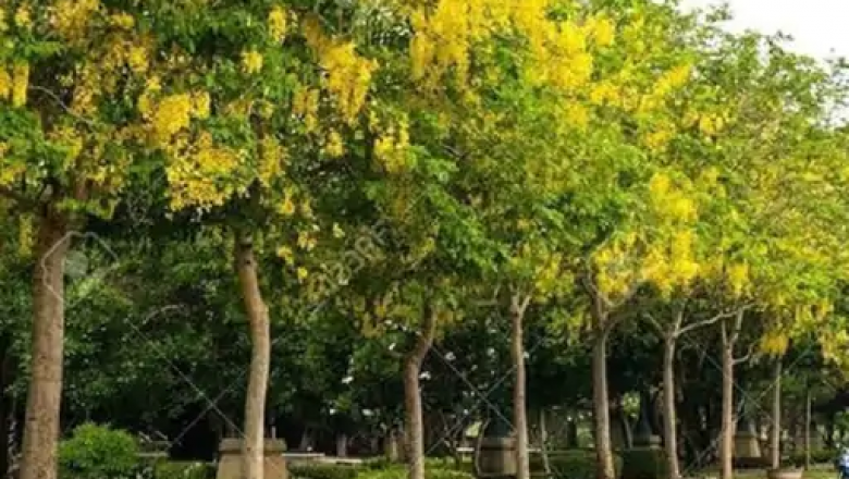 "कृष्ण कुंज':शहरों में लगाए जाएंगे नीम, पीपल, बरगद और कदम्ब के पौधे; जन्माष्टमी से होगी शुरुआत