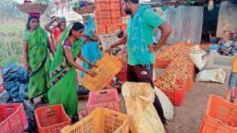 झड़ रहे टमाटर के फूल, 75% उत्पादन घटा; एक माह में 6 गुना बढ़े दाम
