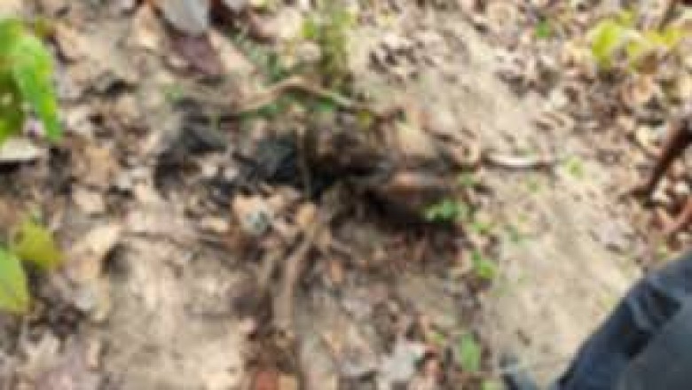 नर कंकाल और उलझी हत्या की गुत्थीः युवक का जंगल में मिला नरकंकाल, हत्या की आशंका, जांच में जुटी पुलिस, इलाके में हड़कंप…