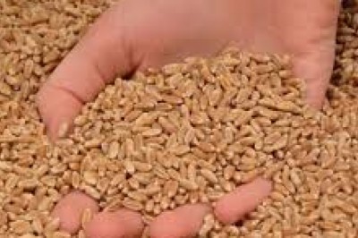 Wheat Export Ban: गेहूं निर्यात पर लगी पाबंदी से मिली राहत…केंद्र सरकार ने किया ये ऐलान…