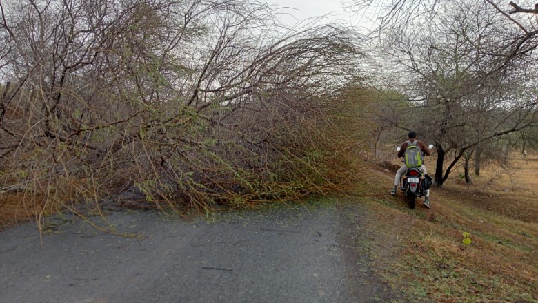आंधी से उखड़ रहे पेड़ : तेज बारिश और आंधी तूफान से बिजली के पोल गिरे