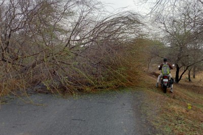 आंधी से उखड़ रहे पेड़ : तेज बारिश और आंधी तूफान से बिजली के पोल गिरे