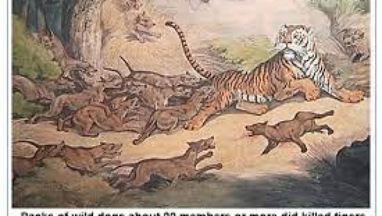 बाघ से भी खतरनाक जानवर ने किया चीतल का शिकार, बाघ के शावकों को तक उठा ले जाते हैं