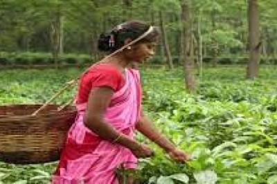 बिना केमिकल और रसायनिक खाद के किया जा रहा है उत्पादन…