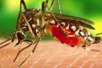 डेंगू-मलेरिया के लिए सरकारी लैब की पाॅजिटिव रिपोर्ट ही मान्य, प्राइवेट की नहीं