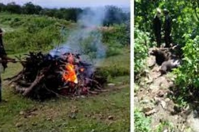 चीतल के बाद अब भालू की मौत, मौके पर पहुंची वन विभाग की टीम