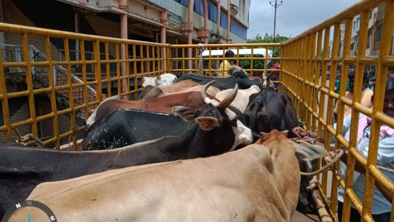 भिलाई निगम क्षेत्र में आवारा पशुओं की हुई धरपकड़, 22 आवारा मवेशियों को पकड़कर भेजा गौठान