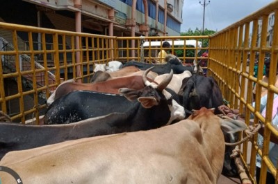 भिलाई निगम क्षेत्र में आवारा पशुओं की हुई धरपकड़, 22 आवारा मवेशियों को पकड़कर भेजा गौठान