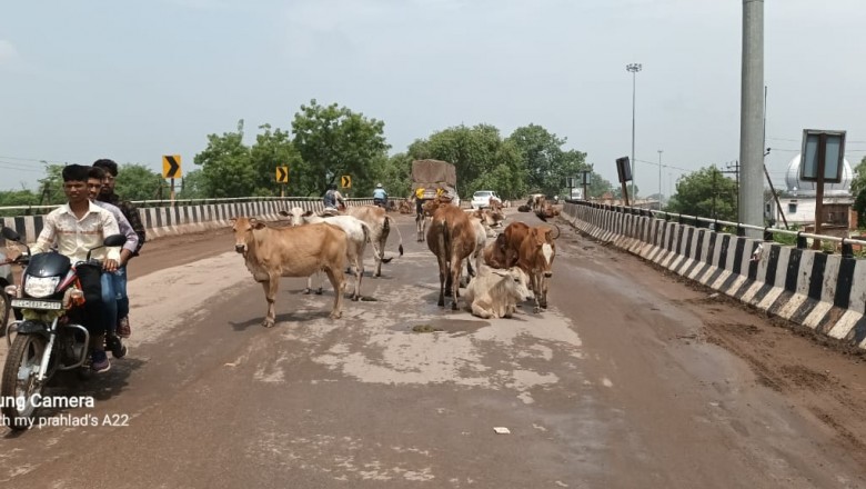 सड़कों पर आवारा मवेशियों का कब्जा, राहगीर हो रहे हैं हादसे का शिकार