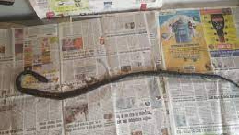 दोस्त निकला कातिल: शराब पीने के बाद दोस्त की हत्या की, फिर हादसे का रूप देने बिस्तर में रख दिया मरा कोबरा सांप, ऐसे खुला राज