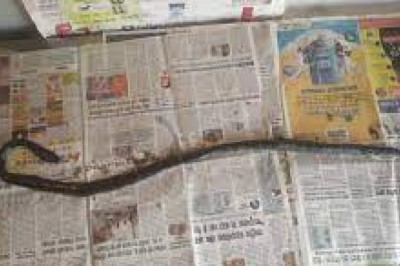 दोस्त निकला कातिल: शराब पीने के बाद दोस्त की हत्या की, फिर हादसे का रूप देने बिस्तर में रख दिया मरा कोबरा सांप, ऐसे खुला राज