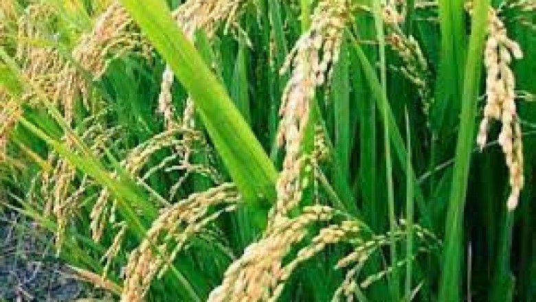 किसानों को खाद की आपूर्ति लगातार होते रहना चाहिए : कलेक्टर - कलेक्टर  डोमन सिंह ने खाद के भण्डारण एवं वितरण की समीक्षा की -  खाद की दुकानों पर नजर रखने के दिए निर्देश
