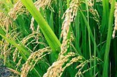 किसानों को खाद की आपूर्ति लगातार होते रहना चाहिए : कलेक्टर - कलेक्टर  डोमन सिंह ने खाद के भण्डारण एवं वितरण की समीक्षा की -  खाद की दुकानों पर नजर रखने के दिए निर्देश