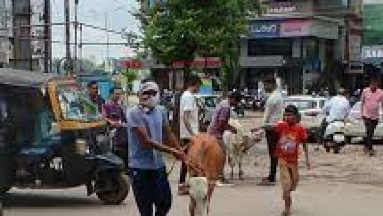 मवेशियों की धर-पकड अभियान जारी, आज पकड़े  13 मवेशी