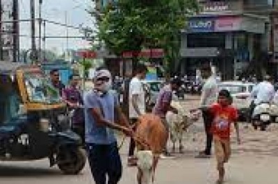 मवेशियों की धर-पकड अभियान जारी, आज पकड़े  13 मवेशी