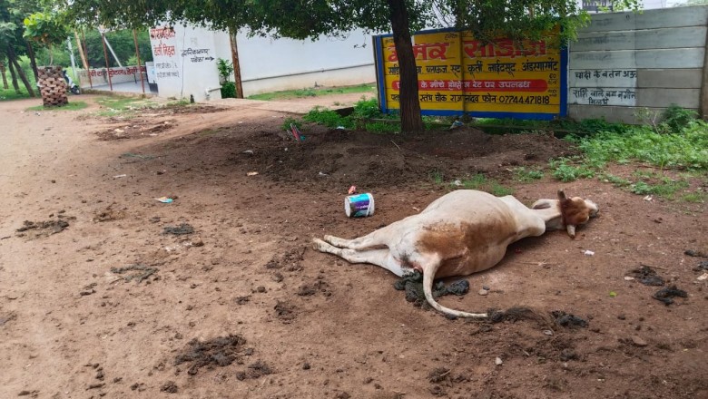 दर्दनाक हादसा : सड़क पर रोज बेमौत मारे जा रहे है मवेशी ; नगर निगम की लापरवाही