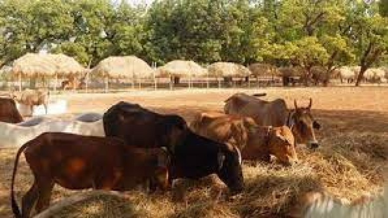गौठान के लिए किया गया भूमिपूजन कोहलाकसा में