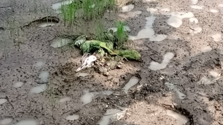 खेत में छिडके कीटनाशक दवा से पक्षियों की मौत
