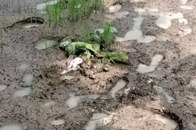 खेत में छिडके कीटनाशक दवा से पक्षियों की मौत