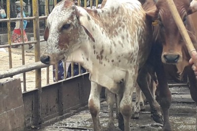 15 आवारा पशुओं को सड़कों से पकडे गए,रोका छेका अभियान के तहत हुई कार्रवाई: