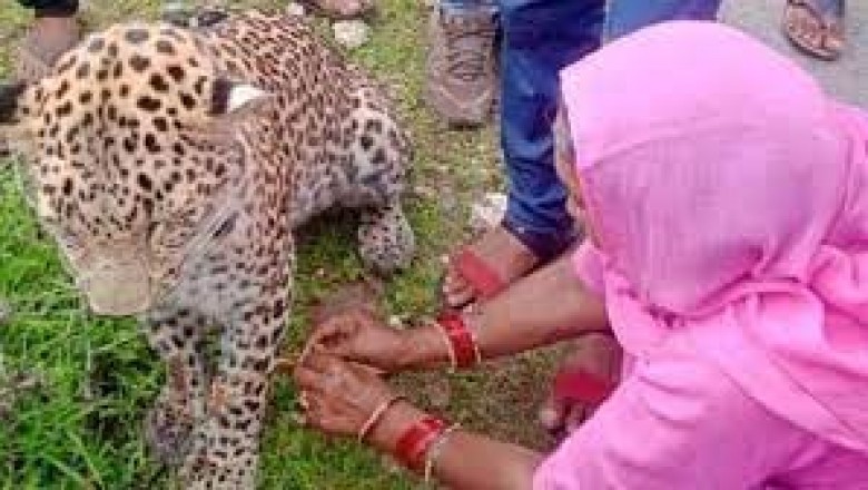 महिला ने जो किया उसकी हो रही चर्चा ,भाई को राखी बांधने जा रही थी महिला, अचानक सामने आया घायल तेंदुआ